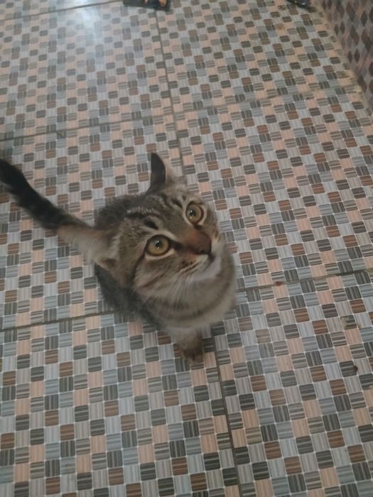 Mushuk bervoramiz bepulga