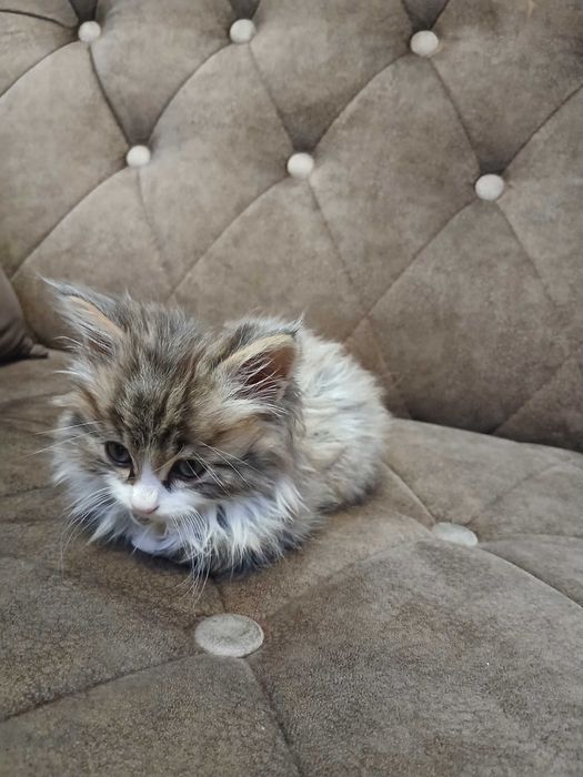 Отдам кота даром 2 месяца прирученый на латок и ест натуралку