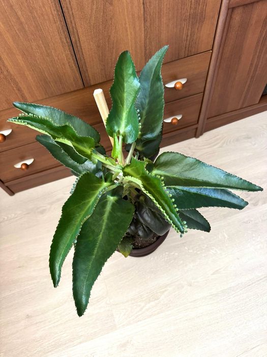 Kalanchoe Daigremontiana, planta mama a mii, palarie mexicana