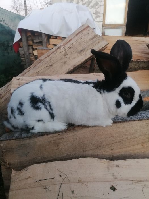 Vând iepuri fluture german și uriaș german galben