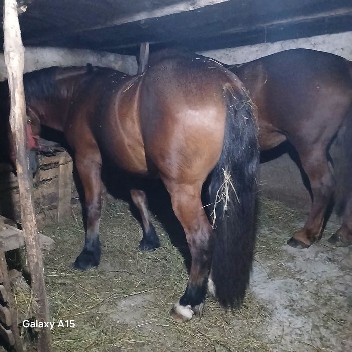 Vând mânz frumos și blând