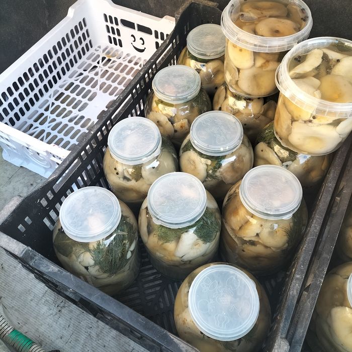 Грибы из кокшетау