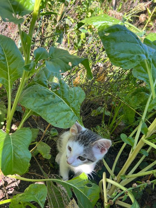 Pisici de adoptat