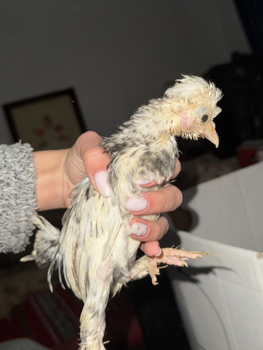 Struma Bantam: Pui motati si incaltati