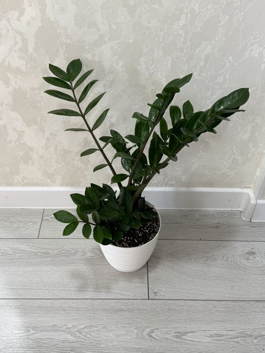 Долларовое дерево 8500 тенге