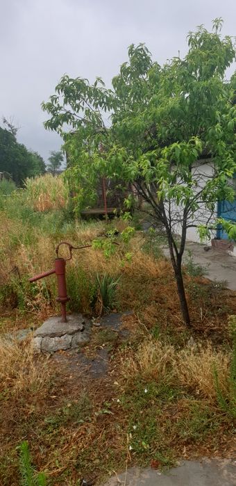 Porumbar ptr. porumb Fulga de jos