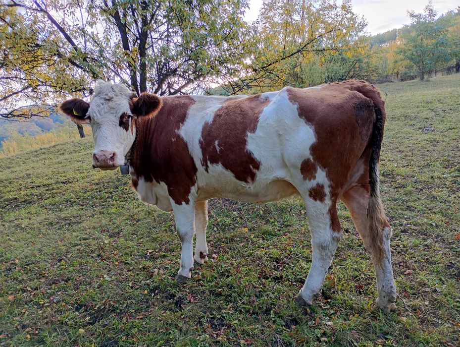 Vaca de vânzare bălțată romaneasca