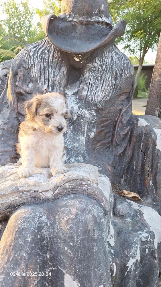 Donam catelus, bichon, baietel. 100% gratuit