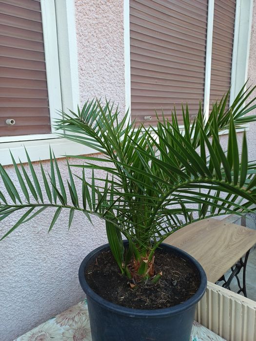 Palmieri washingtonia.-80 cm.