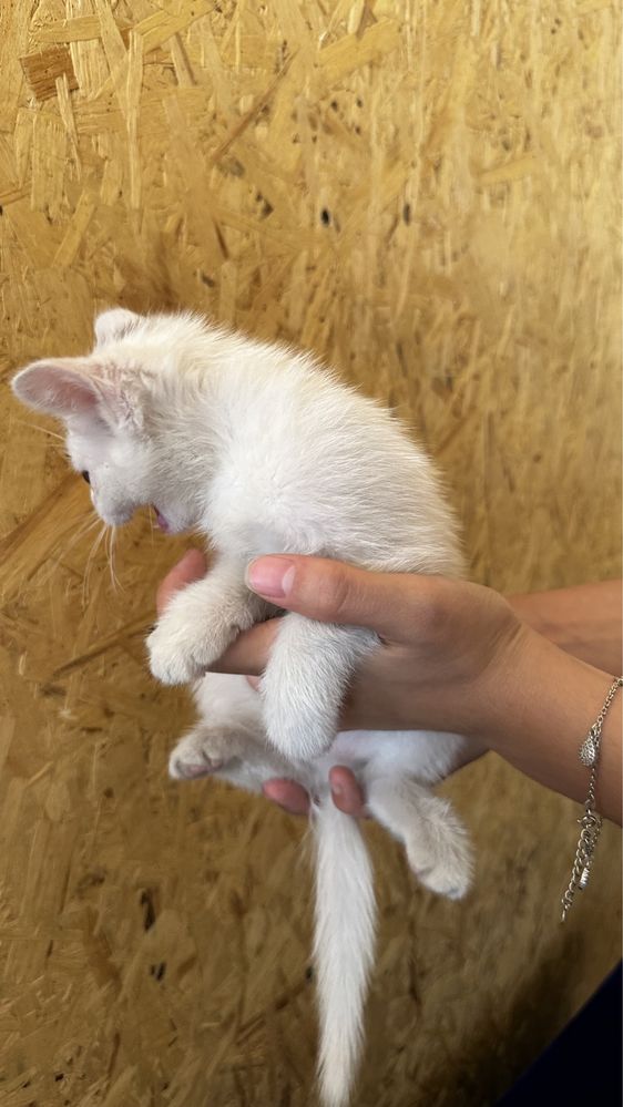 Котята 2 месяца девочки