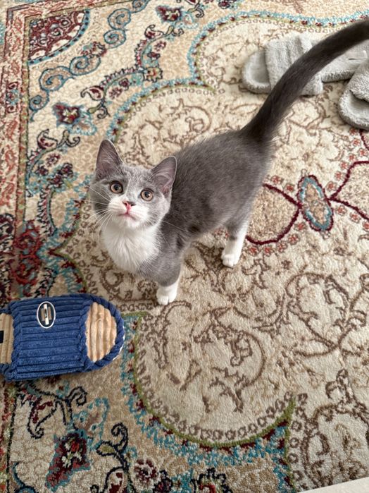 Скоттиш страйт девочка котенек 2 месяца