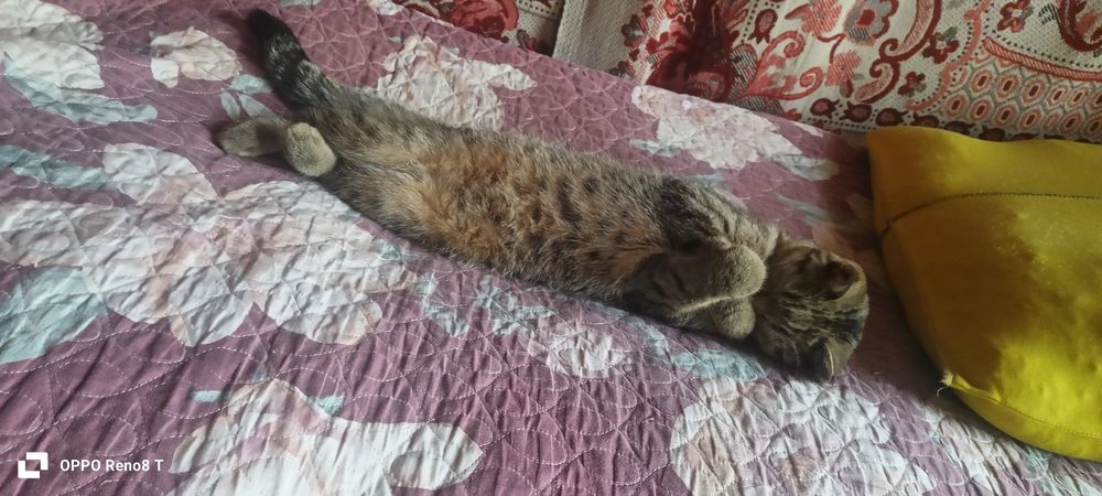 Mushuk sotiladi qiz bola