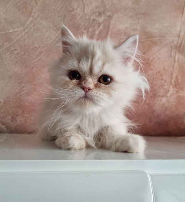 Малки персийски котенца