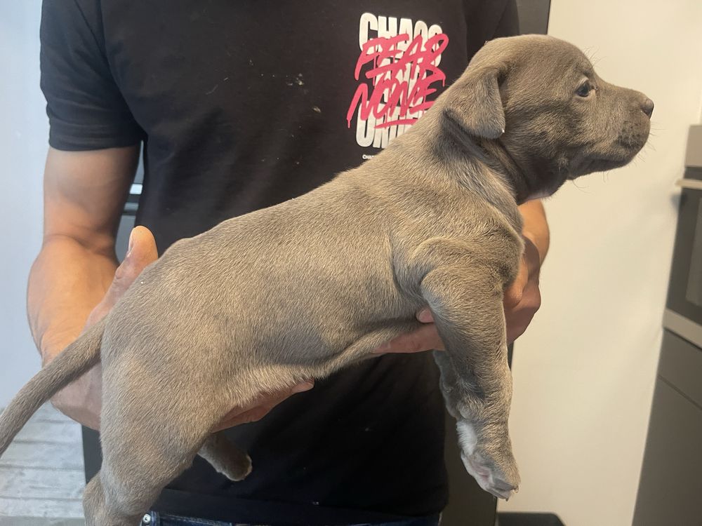 femela amstaff blue