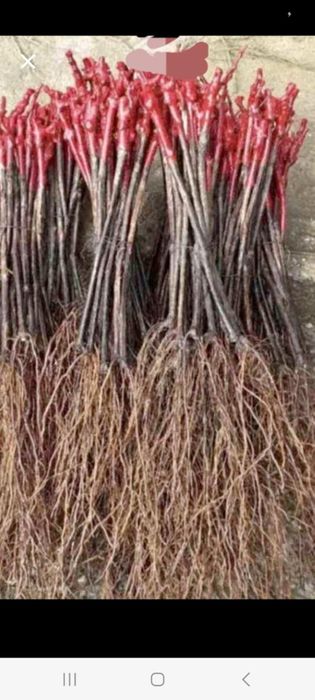 Butași de vita de vie de anul 3