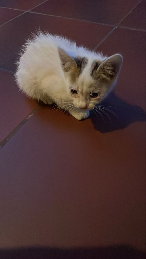 Pisoi alb 6 saptamani pentru adoptie