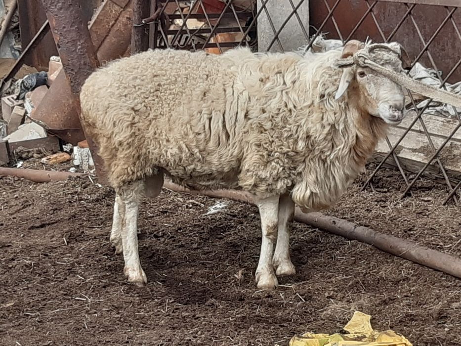 Продам барана кошкара или обмен  на стройматериалы,Фбс,плитыперекрытия