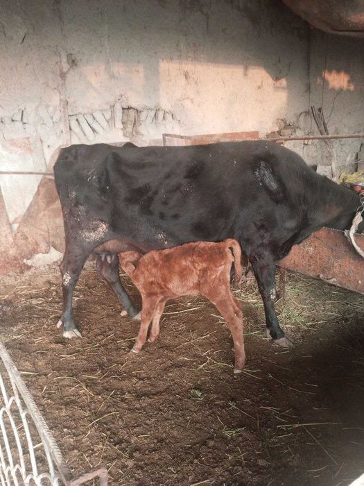 Ona bola Sigir Sotiladi