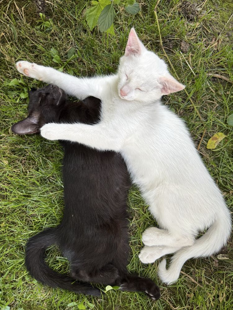 Donez 2 pisici unul alb si unul negru