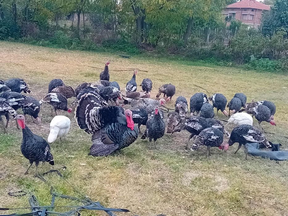 Домашни пуйки гр.хасково