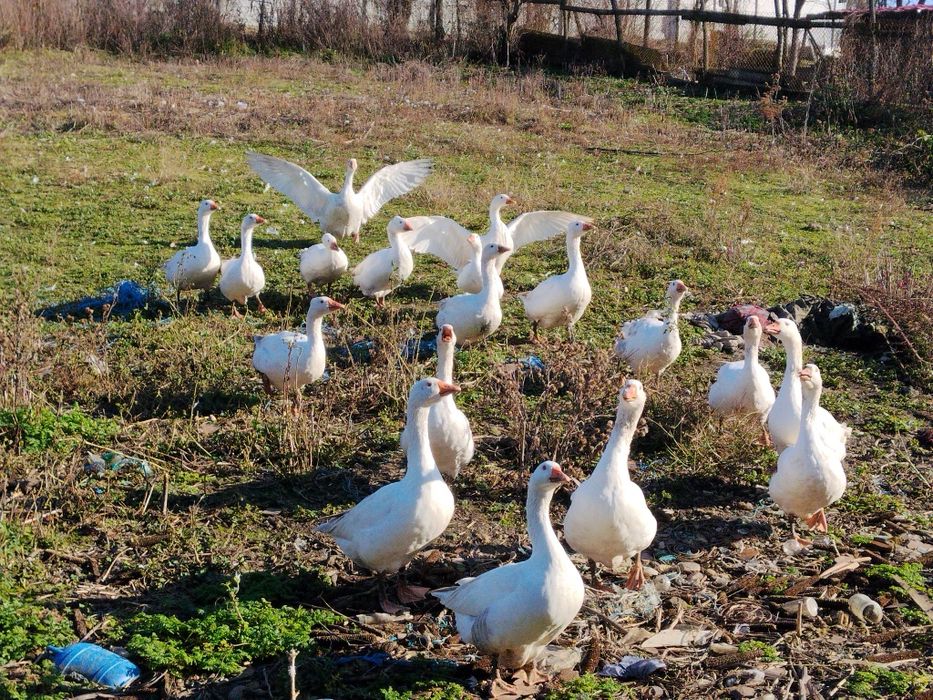 Gâște de vânzare