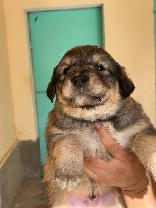 Kuchuk bolasi sotiladi judayam Chiroyli kuchukcha