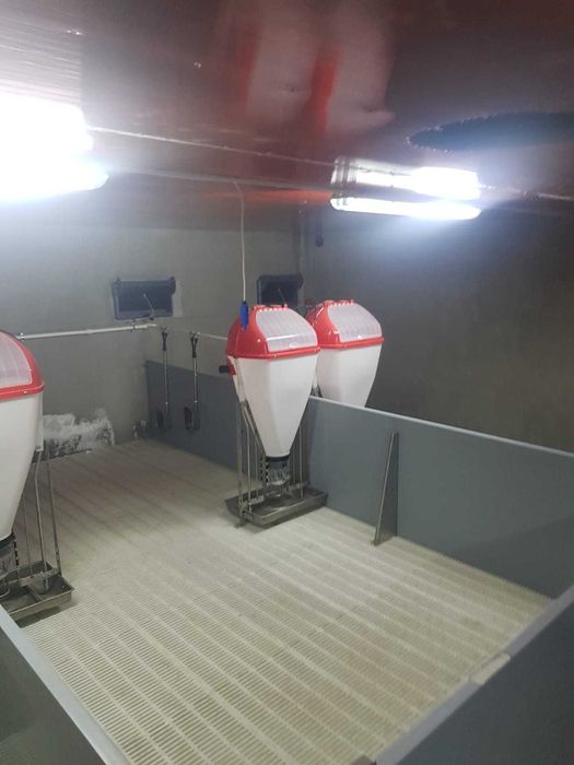 Ferma porci reproductie