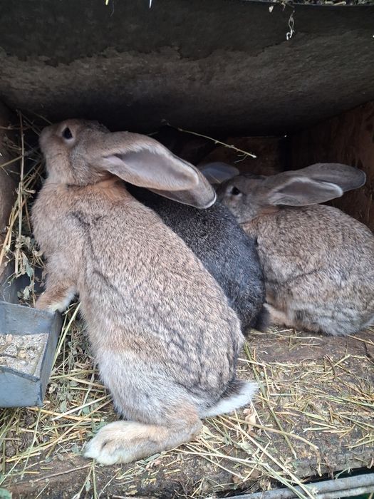 Iepuri tineri urias german 3-4 kg