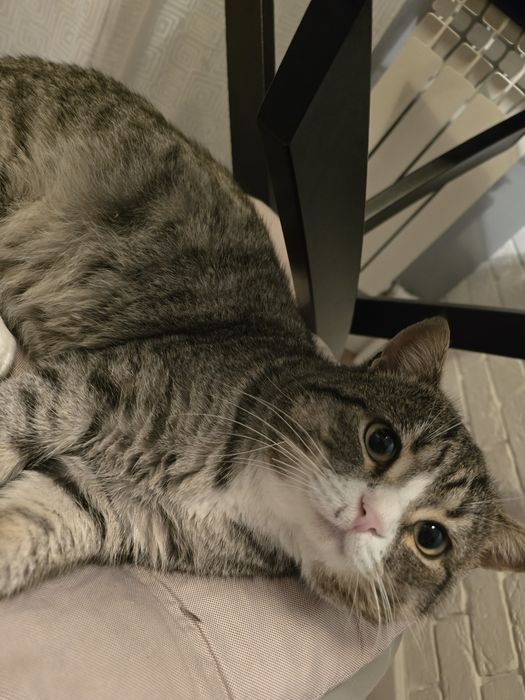 Отдам кота в добрые руки