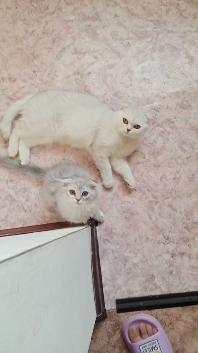 Шотландский мысыктар сатылады
