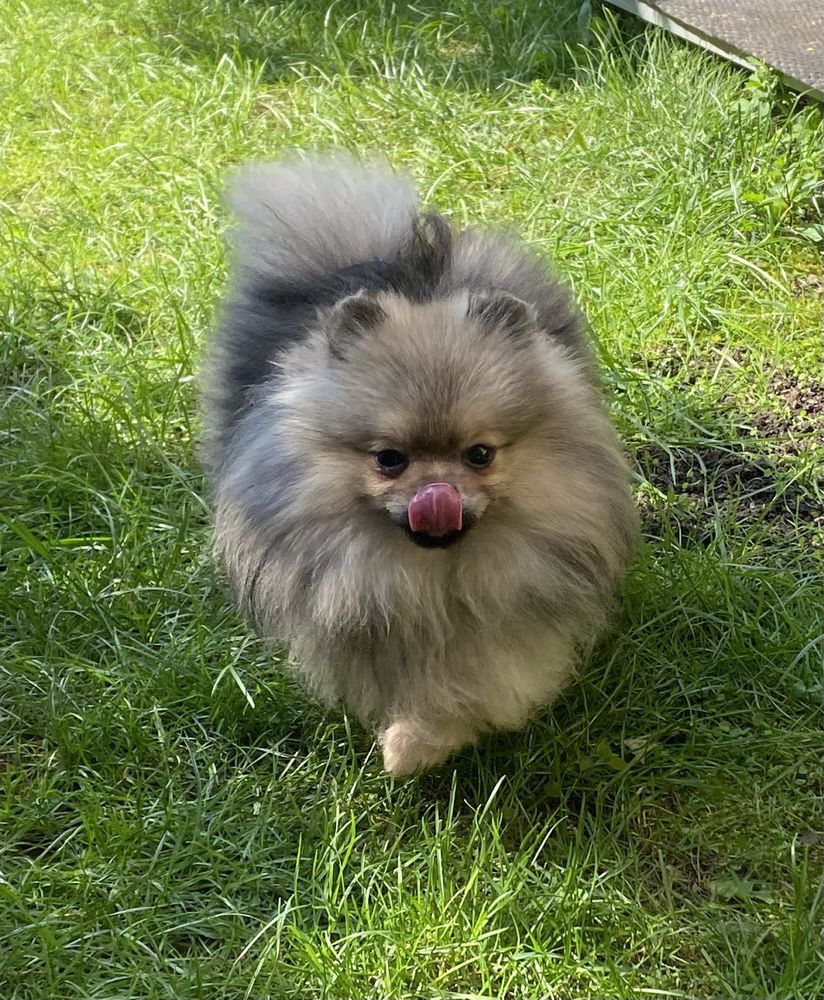 Pomeranian mini toy