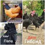 Продаются срочно петухи.