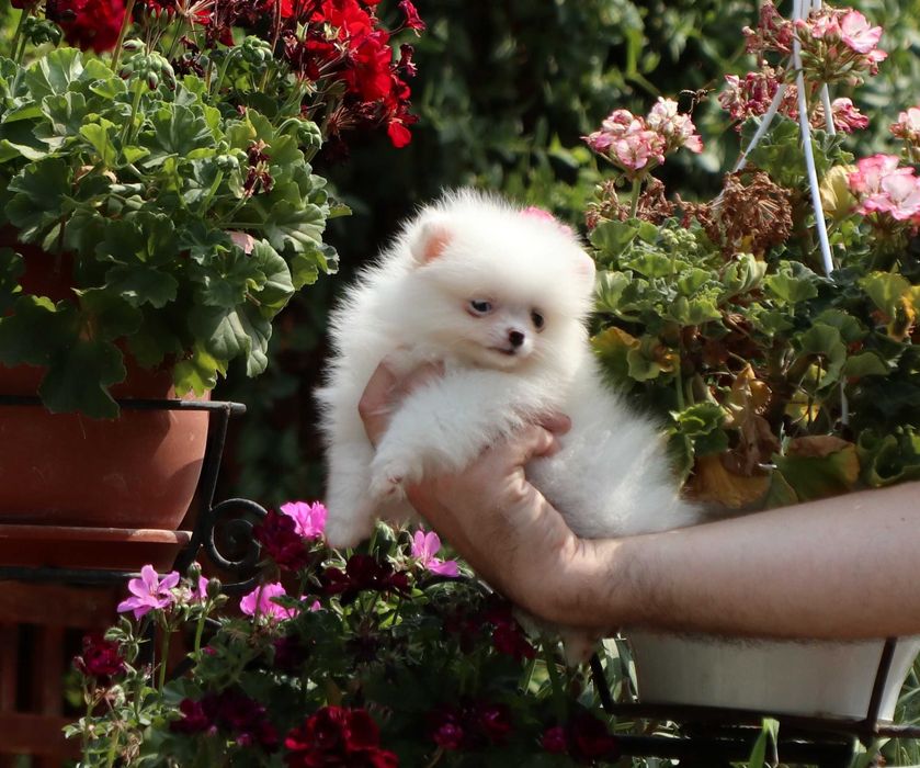 Pomeranian alb cu pedigree FCI
