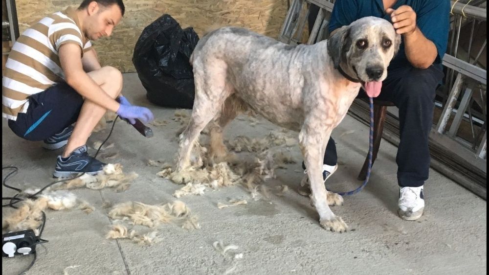 Tund / tuns caini la domiciliu inclusiv talie mare si uriasa