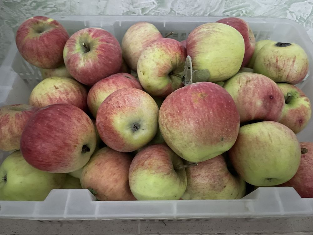 Продам дачу с домом, садом и постройками в Енбекшиказахском р-не