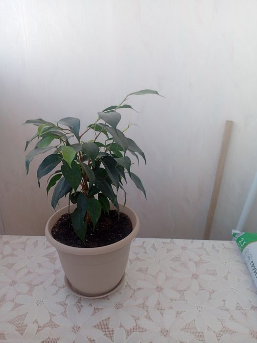 Продам цветы комнатные фикусые