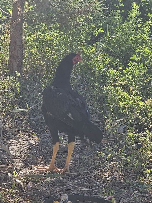 Yosh zotdorchala sotiladi