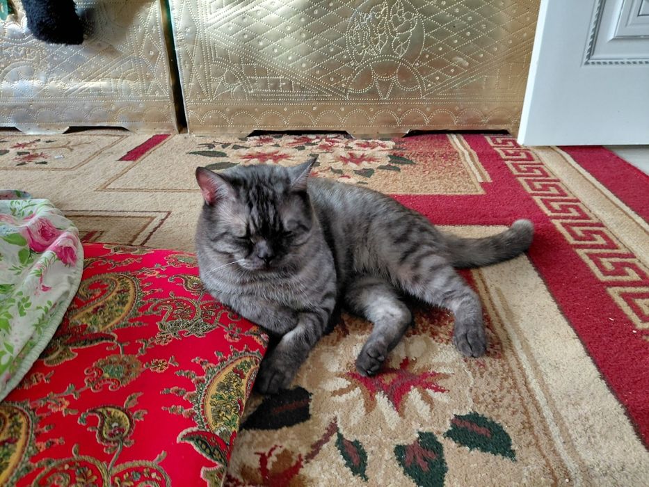 Здам кошку безплатна