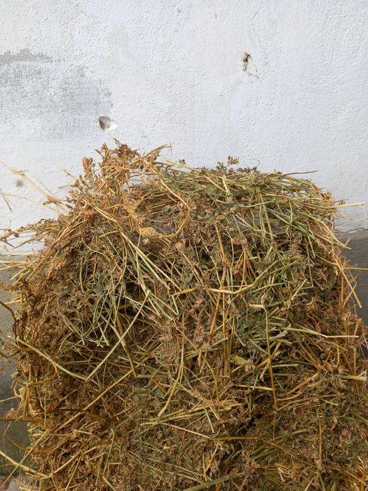 Vând baloti de lucerna