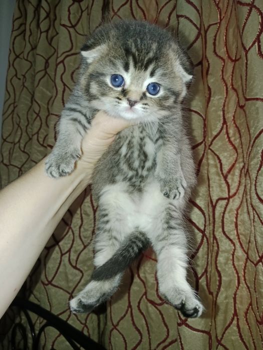 Скоттиш фолд девочки золотые Шиншилы