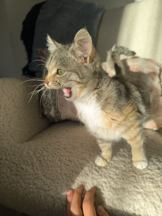 Трицветно женско коте търси дом