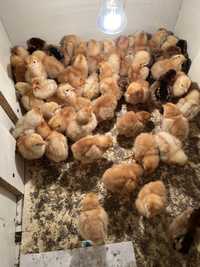 Продам цыплят суточных  несушек