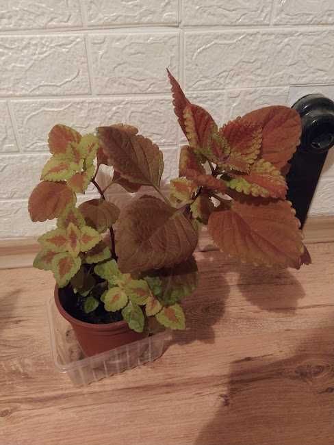 стайни растения + отстъпка