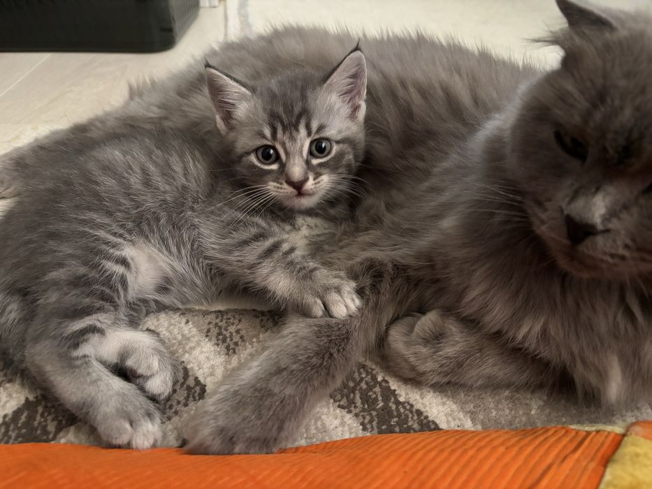Отдам в добрые руки кошку и котенок девочка