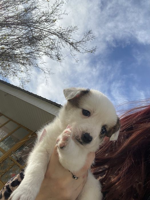 catelusi de curte si lup