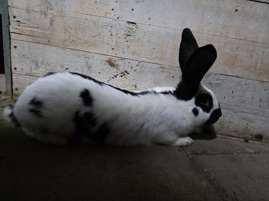 Iepure urias pestriț german