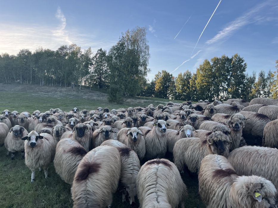 Oi bucalai si oacchese