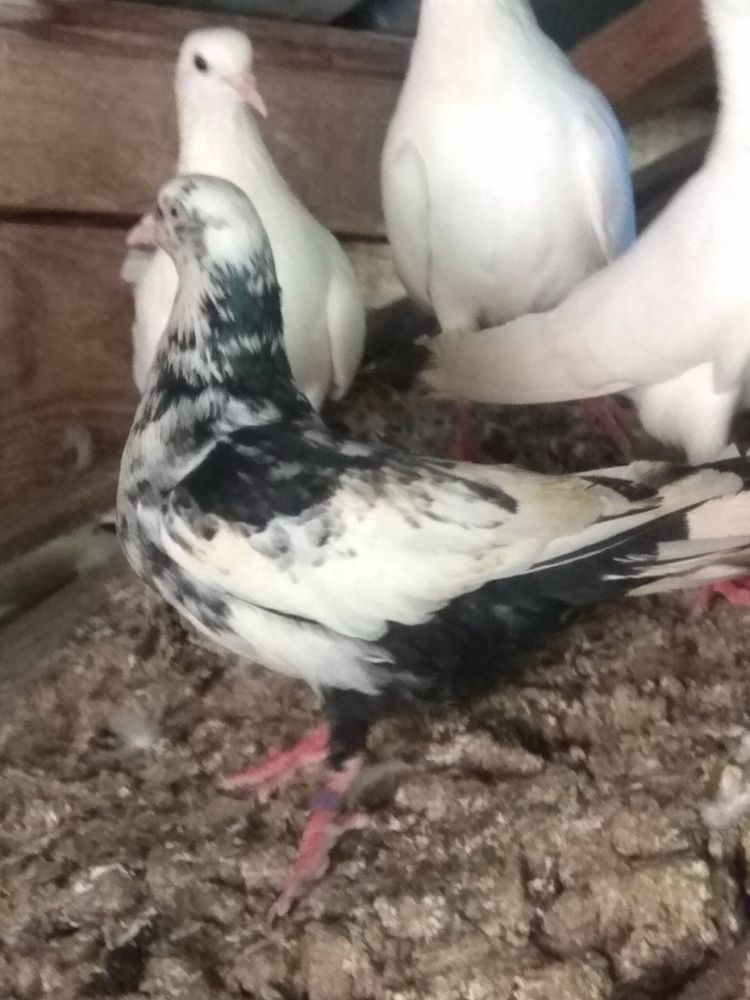 Продавам Пазарджишки гълъби