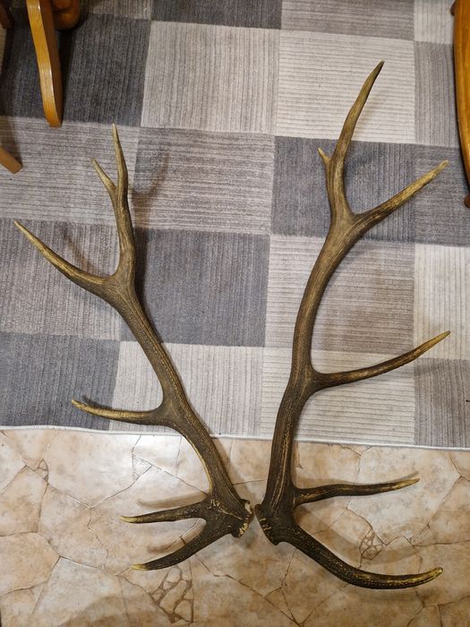 рога от елен / трофей /