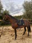 Andaluz ,PRE, cal /cai echitatie calarie